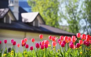 Bright pink and red tulips in front of a residential roof during spring in Denver.